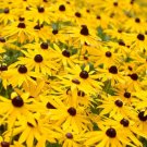 500 Count Black Eyed Susan Flower Seeds For Garden Sunflowe