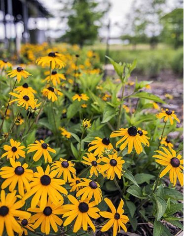 1500 Count Black Eyed Susan Flower Seeds For Garden Sunflowe