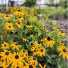 1500 Count Black Eyed Susan Flower Seeds For Garden Sunflowe