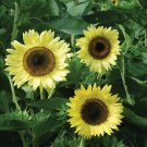50 Count Lemon Queen Sunflower Seeds Flower Seeds For Garden