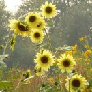 150 Count Lemon Queen Sunflower Seeds Flower Seeds For Garden