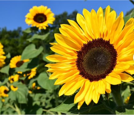 50 Count Sunflower Seeds | For Planting Huge Tall Peredovik Black Oil Flower Seeds For Garden