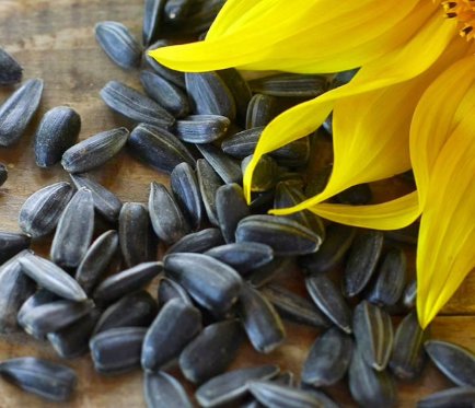 150 Count Sunflower Seeds | For Planting Huge Tall Peredovik Black Oil Flower Seeds For Garden