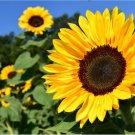 450 Count Sunflower Seeds | For Planting Huge Tall Peredovik Black Oil Flower Seeds For Garden