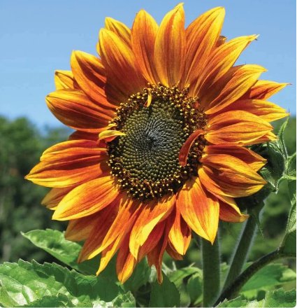 50 Count 8 Species Mix Variety Pack Sunflower Seeds Fresh Selection Sun Flower Seed