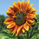 50 Count 8 Species Mix Variety Pack Sunflower Seeds Fresh Selection Sun Flower Seed