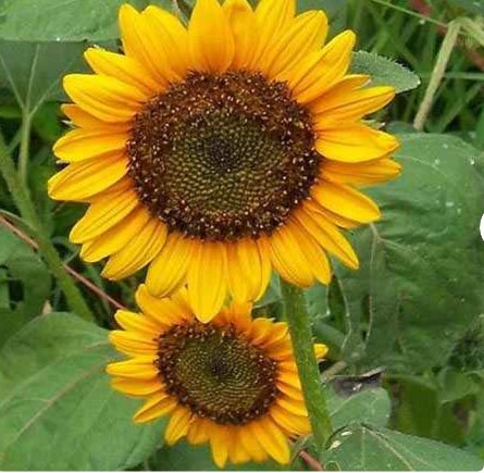 150 Count 8 Species Mix Variety Pack Sunflower Seeds Fresh Selection Sun Flower Seed