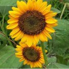 150 Count 8 Species Mix Variety Pack Sunflower Seeds Fresh Selection Sun Flower Seed