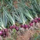 200 Count Vegetable Red Burgundy Onion Seeds Sweet Short Day Onions