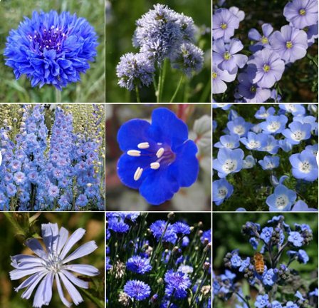 250 Count 9 Species Mix Blue Wildflower Seeds Blue Eyes Larkspur Bachelor
