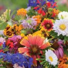 250 Count Birds, Bees, Butterflies - Pollinator Mix Flower Seeds