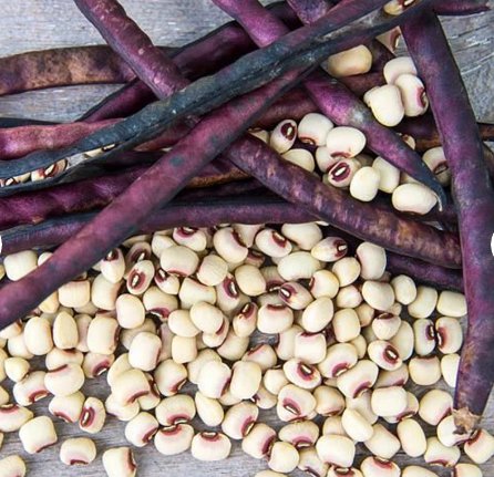 50 Count Vegetable Mississippi Pinkeye II Purplehull Southern Cowpea Seeds