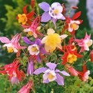 200 Count Flower McKana Giants Mix Columbine Seeds Winner Aquilegia Caerulea