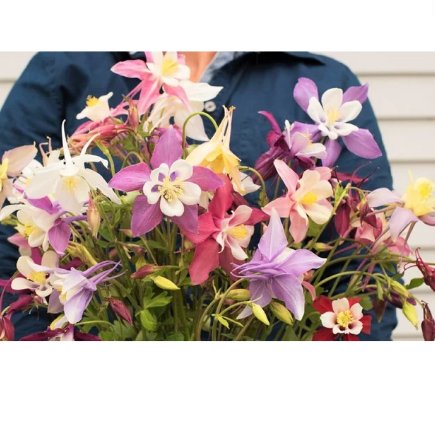 1200 Count Flower McKana Giants Mix Columbine Seeds Winner Aquilegia Caerulea