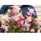 1200 Count Flower McKana Giants Mix Columbine Seeds Winner Aquilegia Caerulea