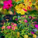 50 Count Flower Marvel of Peru Four O' Clock Seeds | Garden Flower Broken Color
