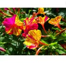 150 Count Flower Marvel of Peru Four O' Clock Seeds | Garden Flower Broken Color