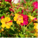 300 Count Flower Marvel of Peru Four O' Clock Seeds | Garden Flower Broken Color