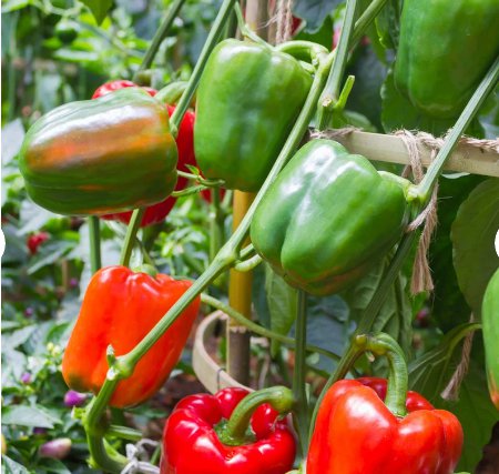 100 Count vegetable California Wonder Sweet Bell Pepper Seeds