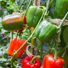 100 Count vegetable California Wonder Sweet Bell Pepper Seeds