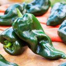300 Count Vegetable Poblano Pepper Seeds (Ancho Chile) Scoville Dark Green Mexican Chipotle