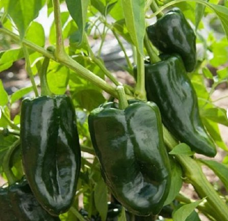 600 Count Vegetable Poblano Pepper Seeds (Ancho Chile) Scoville Dark Green Mexican Chipotle