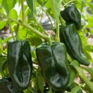 600 Count Vegetable Poblano Pepper Seeds (Ancho Chile) Scoville Dark Green Mexican Chipotle