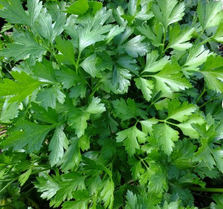 500 Count Vegetable Giant Italian Flat-Leaf Parsley Seeds Gremolata Garnish Cilantro