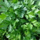 500 Count Vegetable Giant Italian Flat-Leaf Parsley Seeds Gremolata Garnish Cilantro