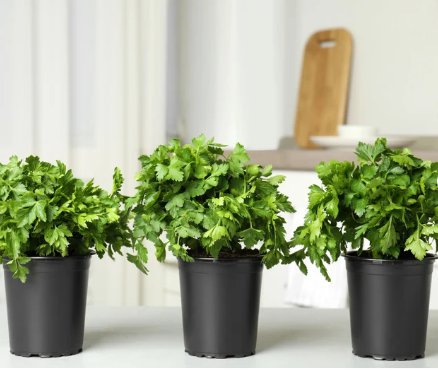 1500 Count Vegetable Giant Italian Flat-Leaf Parsley Seeds Gremolata Garnish Cilantro
