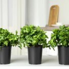 1500 Count Vegetable Giant Italian Flat-Leaf Parsley Seeds Gremolata Garnish Cilantro