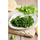 3000 Count Vegetable Giant Italian Flat-Leaf Parsley Seeds Gremolata Garnish Cilantro