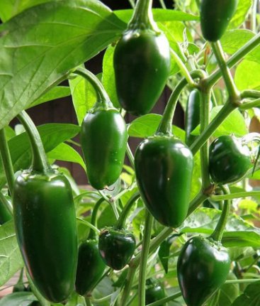 100 Count Vegetable Jalapeno M Pepper Seeds Scoville Medium Hot Dark Green