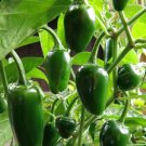 600 Count Vegetable Jalapeno M Pepper Seeds Scoville Medium Hot Dark Green