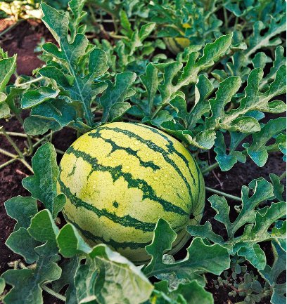 50 Count Fruit Seeds Yellow Crimson Watermelon Seeds