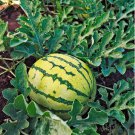 50 Count Fruit Seeds Yellow Crimson Watermelon Seeds
