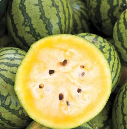 150 Count Fruit Seeds Yellow Crimson Watermelon Seeds