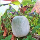 10 Count Fruit Giant White Skin Winter Melon Seeds