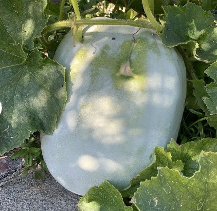 30 Count Fruit Giant White Skin Winter Melon Seeds