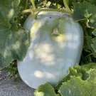 30 Count Fruit Giant White Skin Winter Melon Seeds