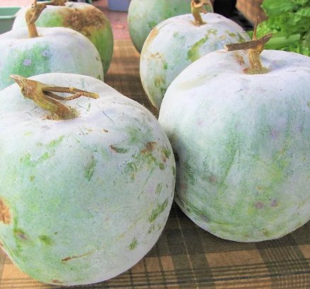 60 Count Fruit Giant White Skin Winter Melon Seeds
