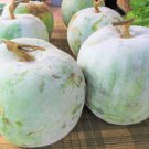 60 Count Fruit Giant White Skin Winter Melon Seeds