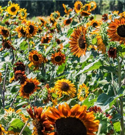 50 Count Flower Earthwalker Sunflower Seeds Orange Red Sun