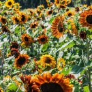 50 Count Flower Earthwalker Sunflower Seeds Orange Red Sun