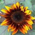 300 Count Flower Earthwalker Sunflower Seeds Orange Red Sun