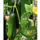 30 Count Vegetable Persian Cucumber Seeds | Lebanese Middle Eastern