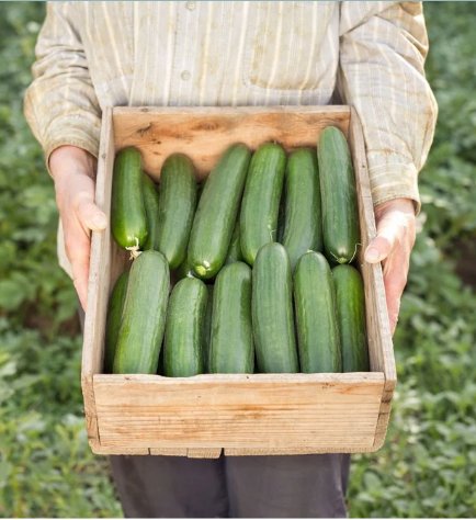 90 Count Vegetable Persian Cucumber Seeds | Lebanese Middle Eastern