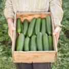 90 Count Vegetable Persian Cucumber Seeds | Lebanese Middle Eastern