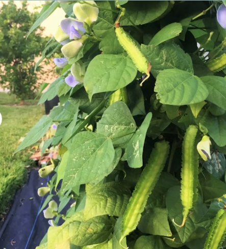 30 Count Vegetable Winged Bean Seeds | Dragon Horned Four Angled Asparagus