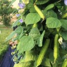 30 Count Vegetable Winged Bean Seeds | Dragon Horned Four Angled Asparagus